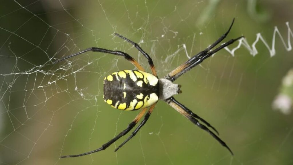 spider control