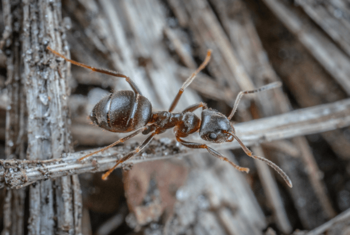 ant exterminator missouri