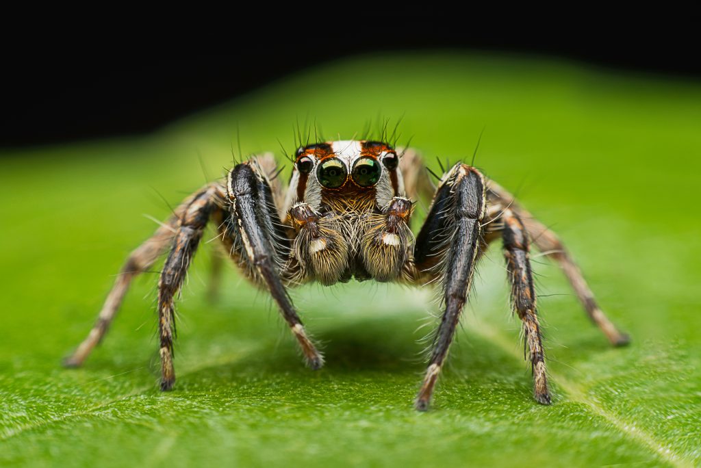 Pest Control Springfield MO