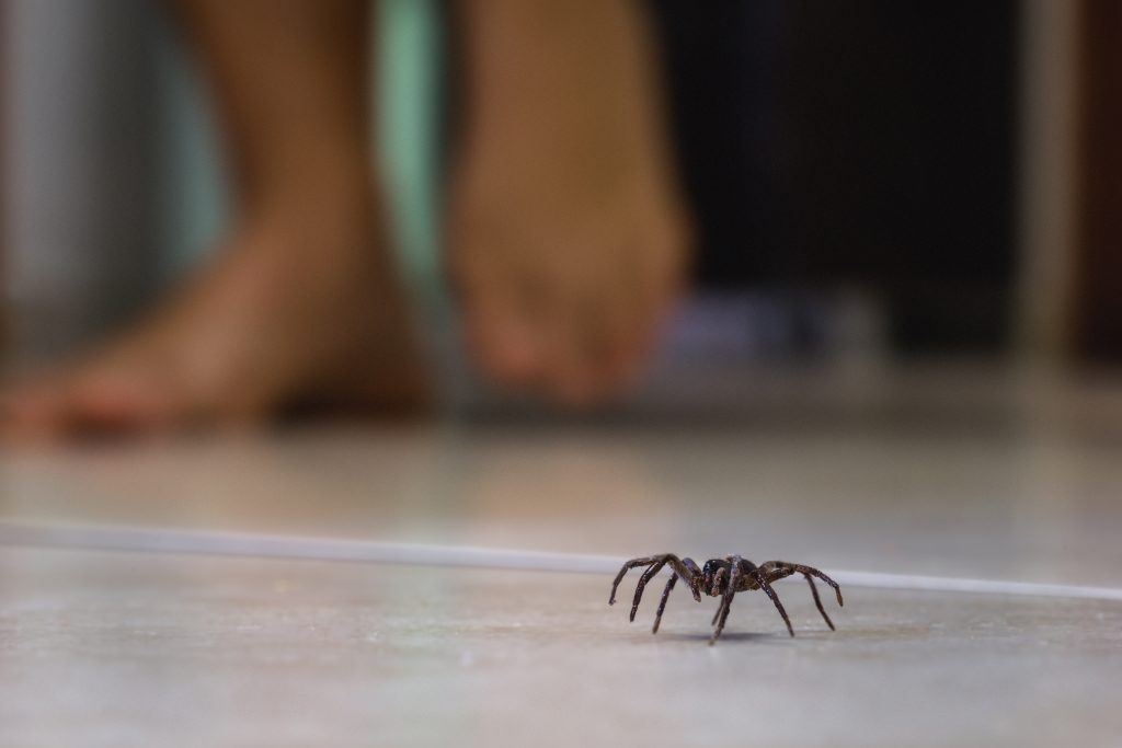 Effective Spider Control Services