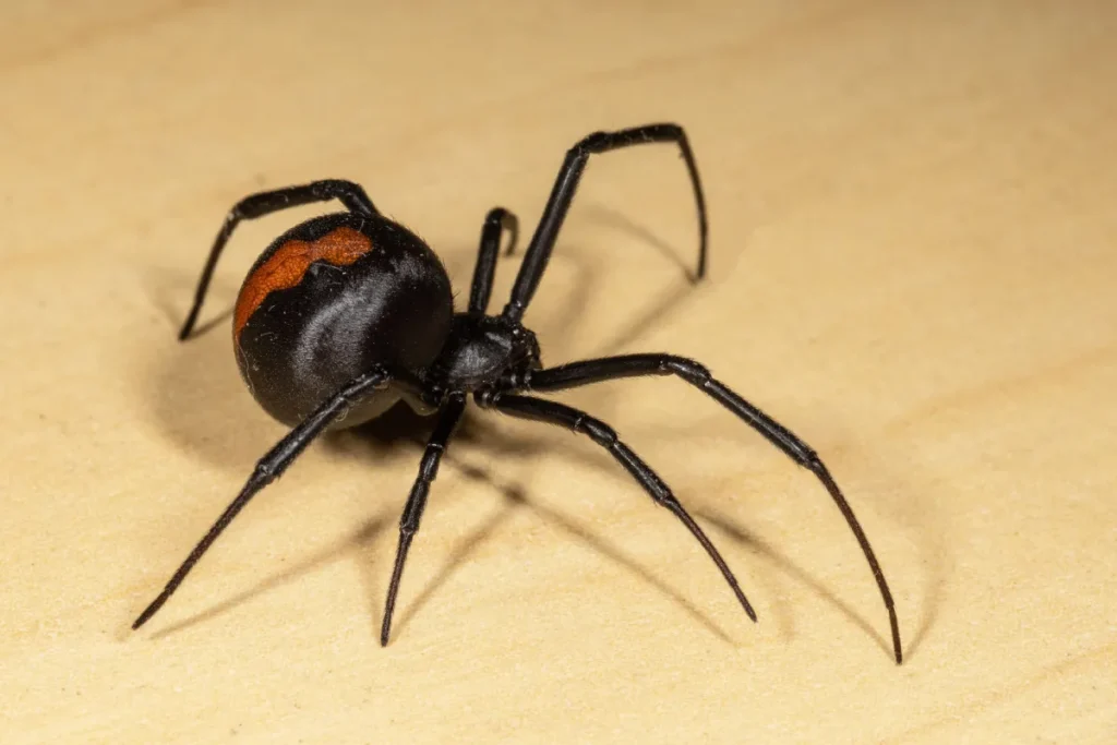 closed up photo of spider