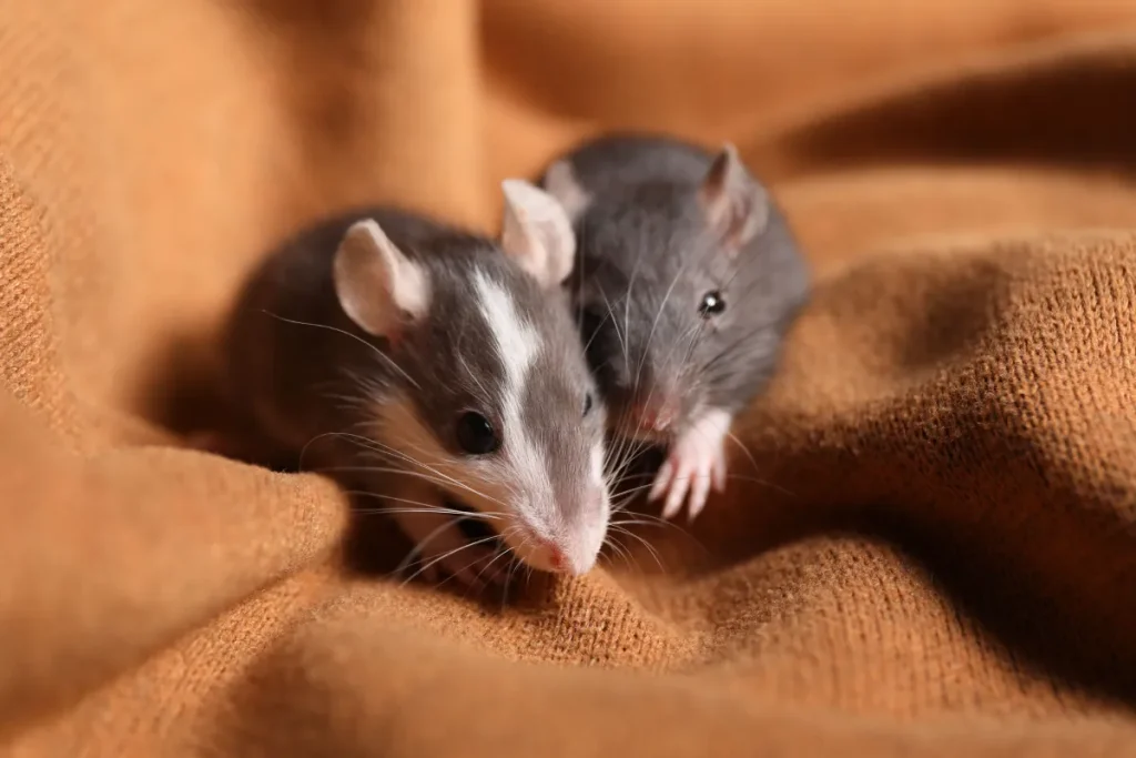 two mouse