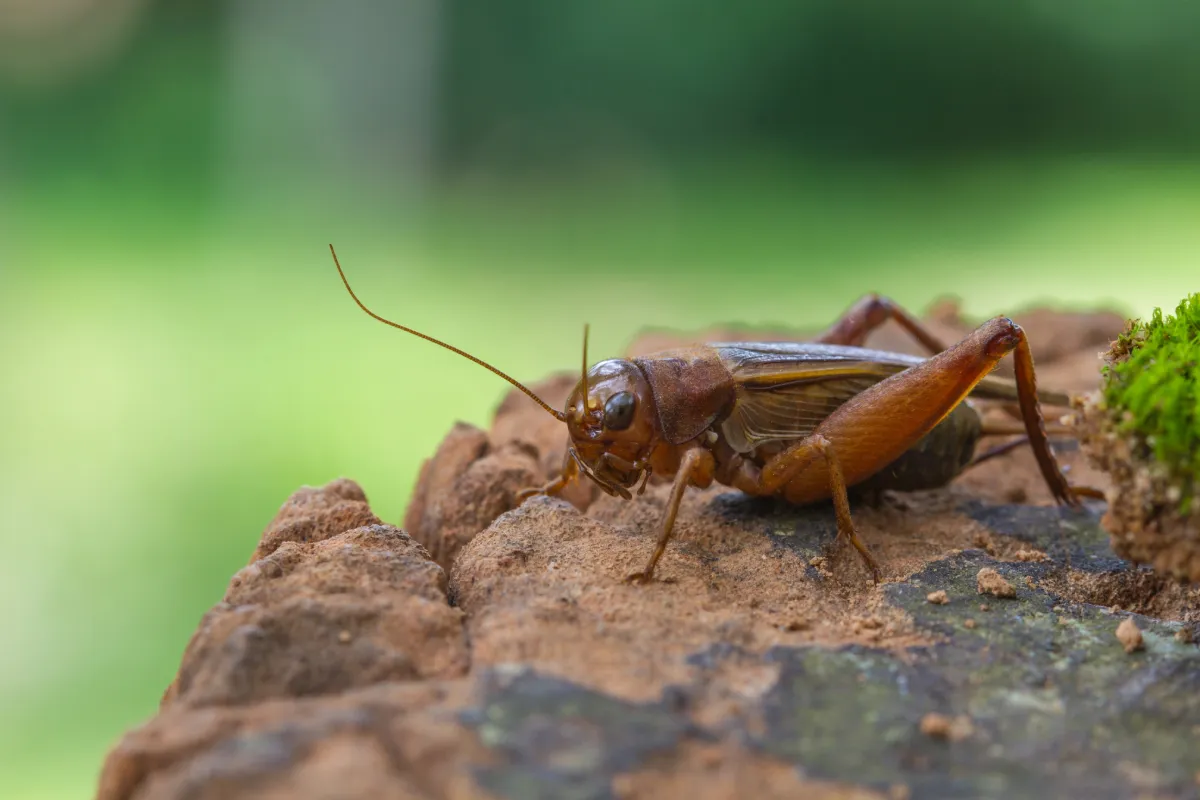 house cricket