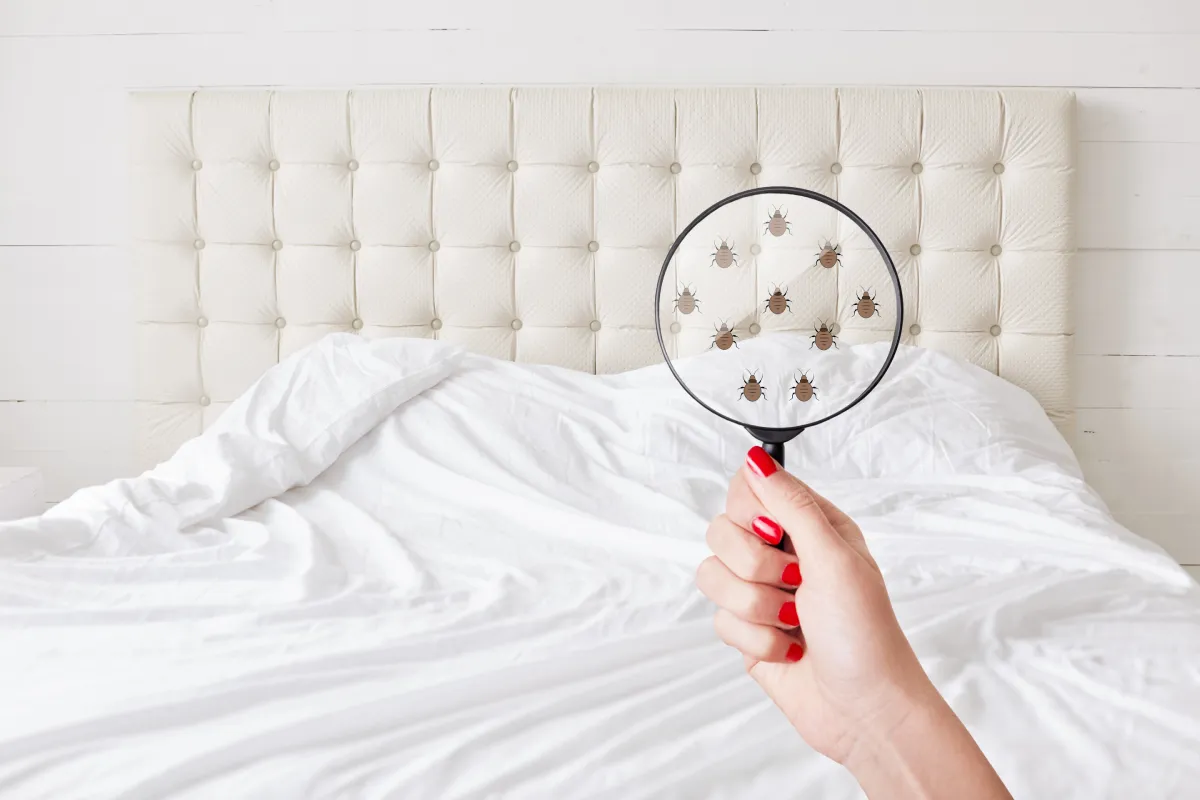 bed bug detection