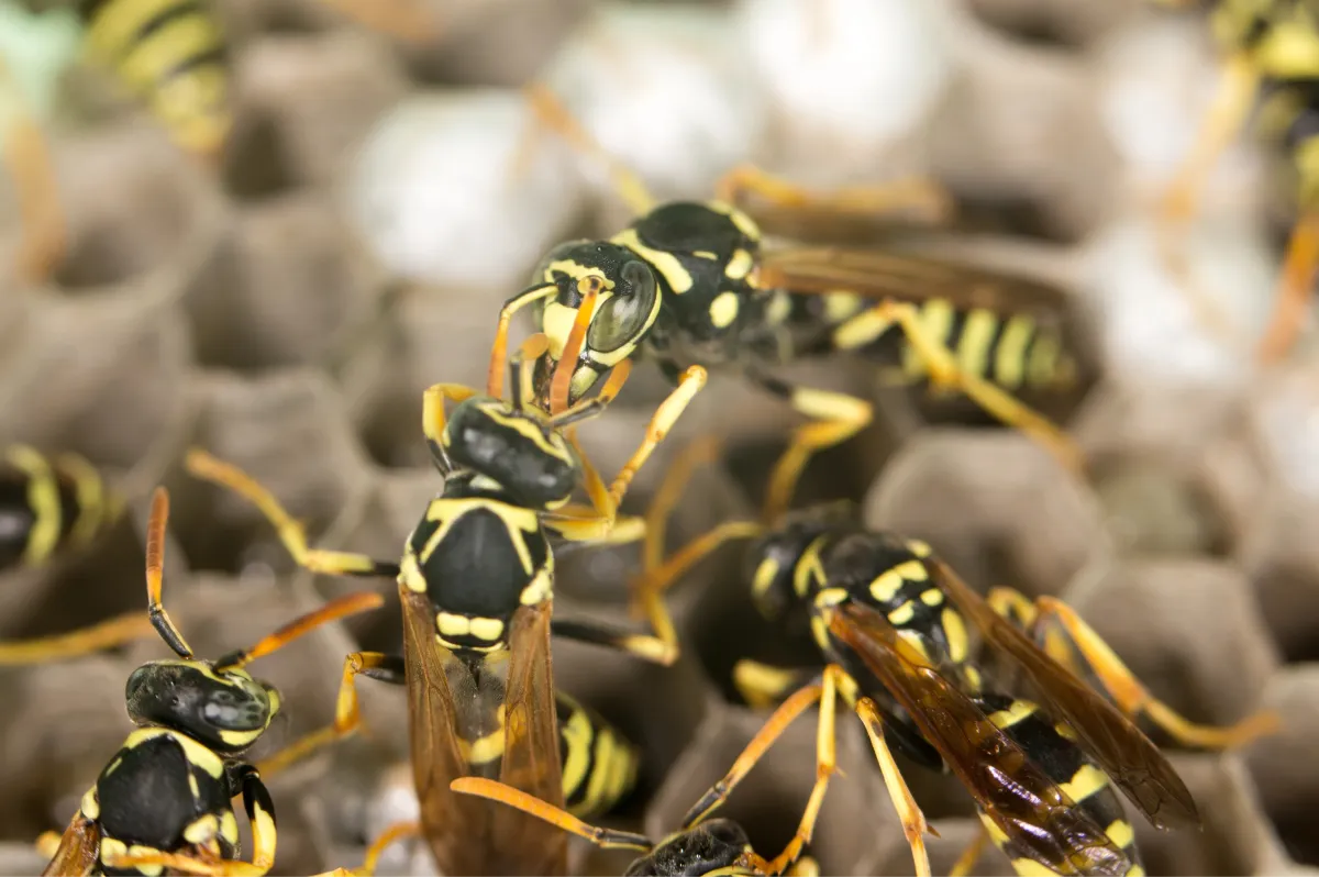wasps on the nest