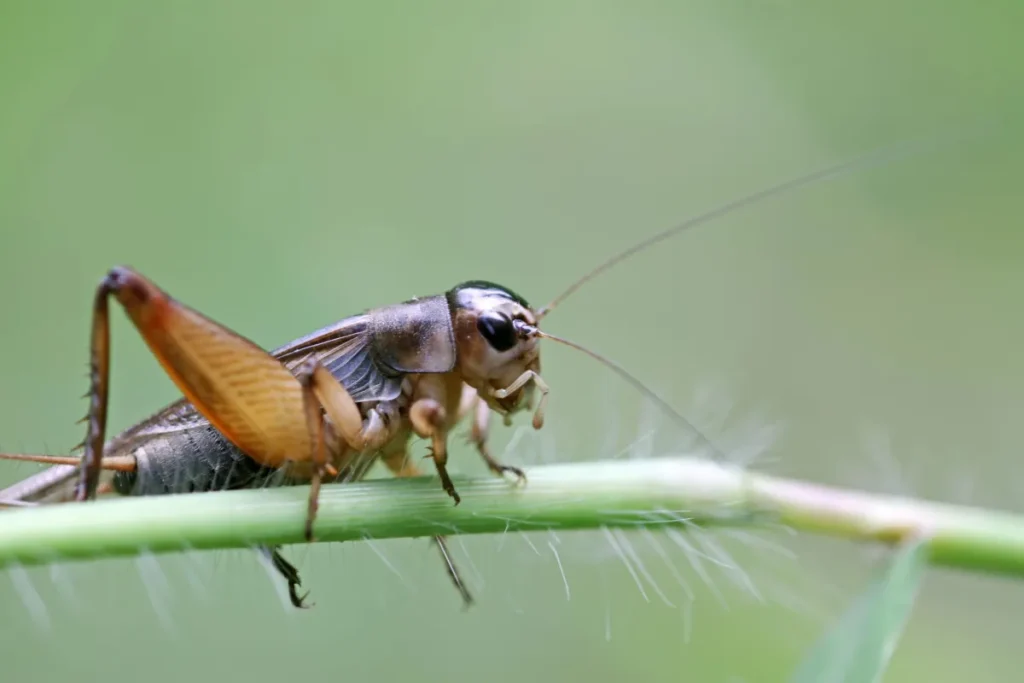 cricket on the plant