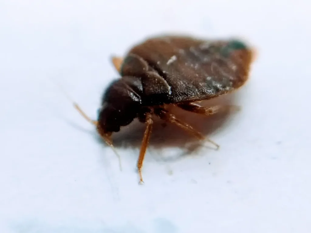 closed up bed bug
