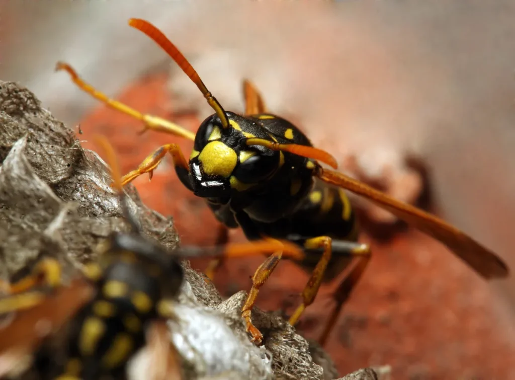 wasp face