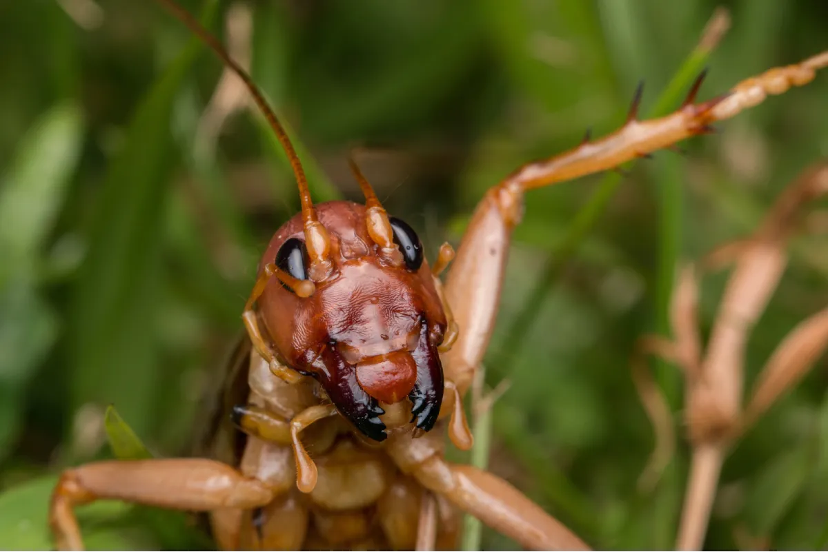 face of the cricket