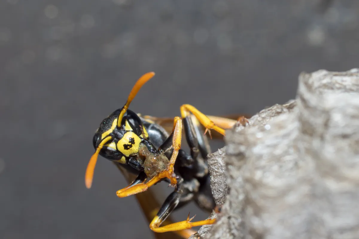 wasp on the nest