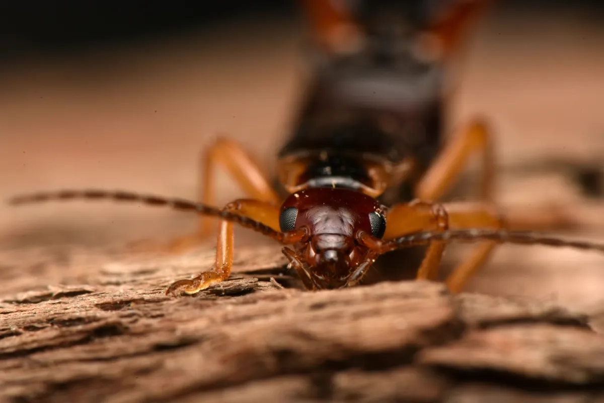 earwig insect