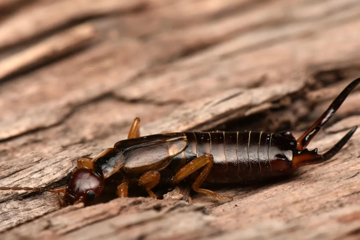 earwig