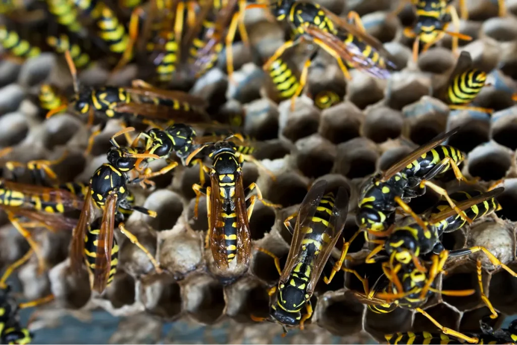 paper wasps