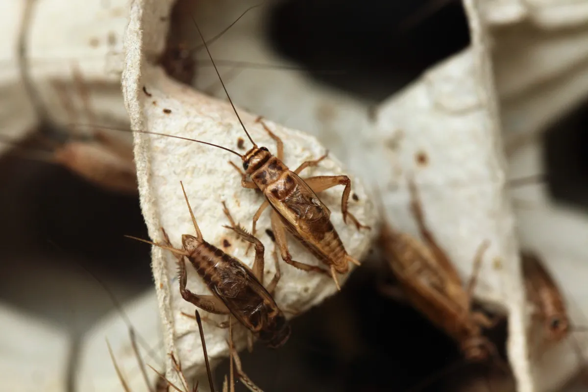 house crickets