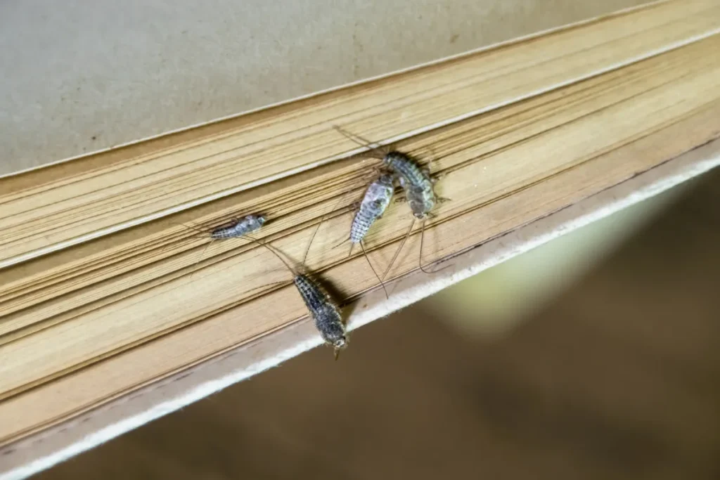 silverfish on feeding on papers