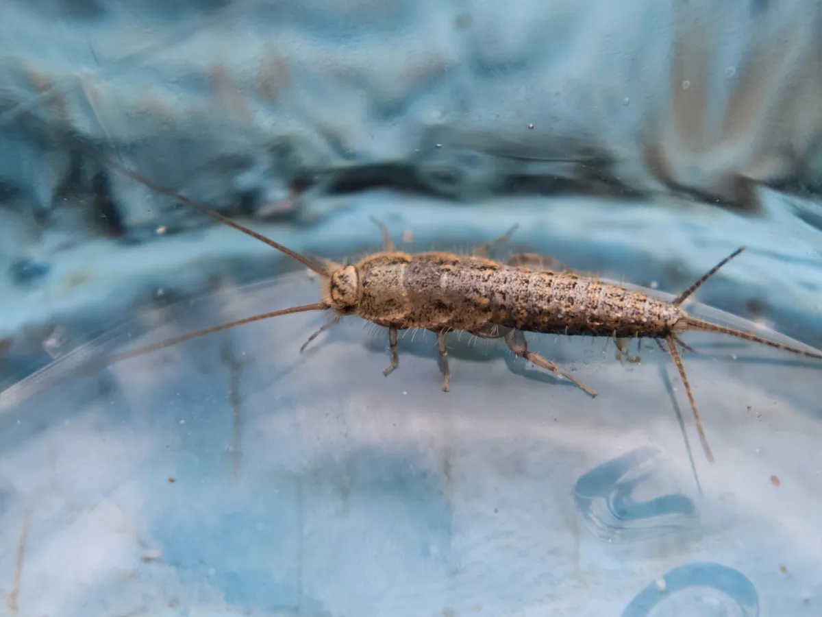 silverfish