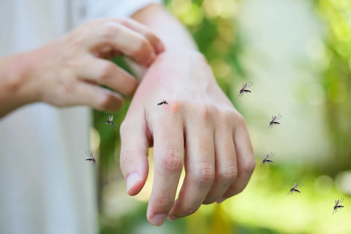 mosquitoes on human