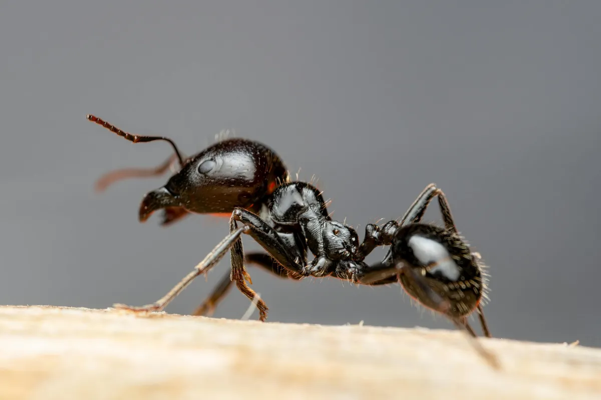 black ant