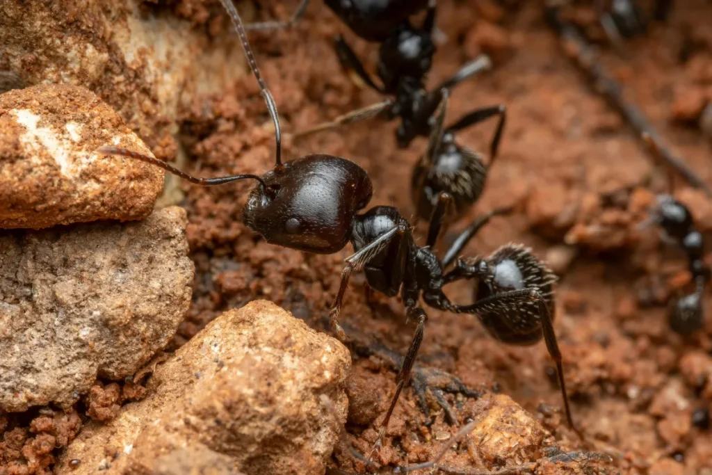 black ants