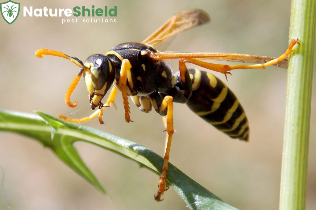 wasp