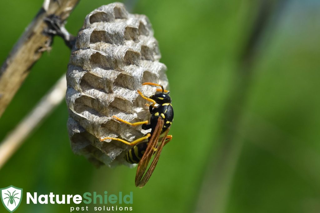 wasp