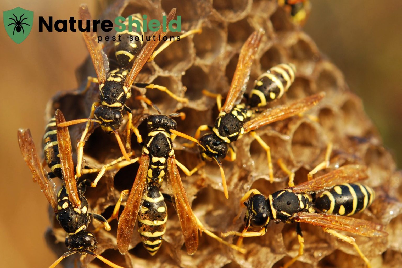 How to Kill Wasps: Safe, Effective Home Solutions