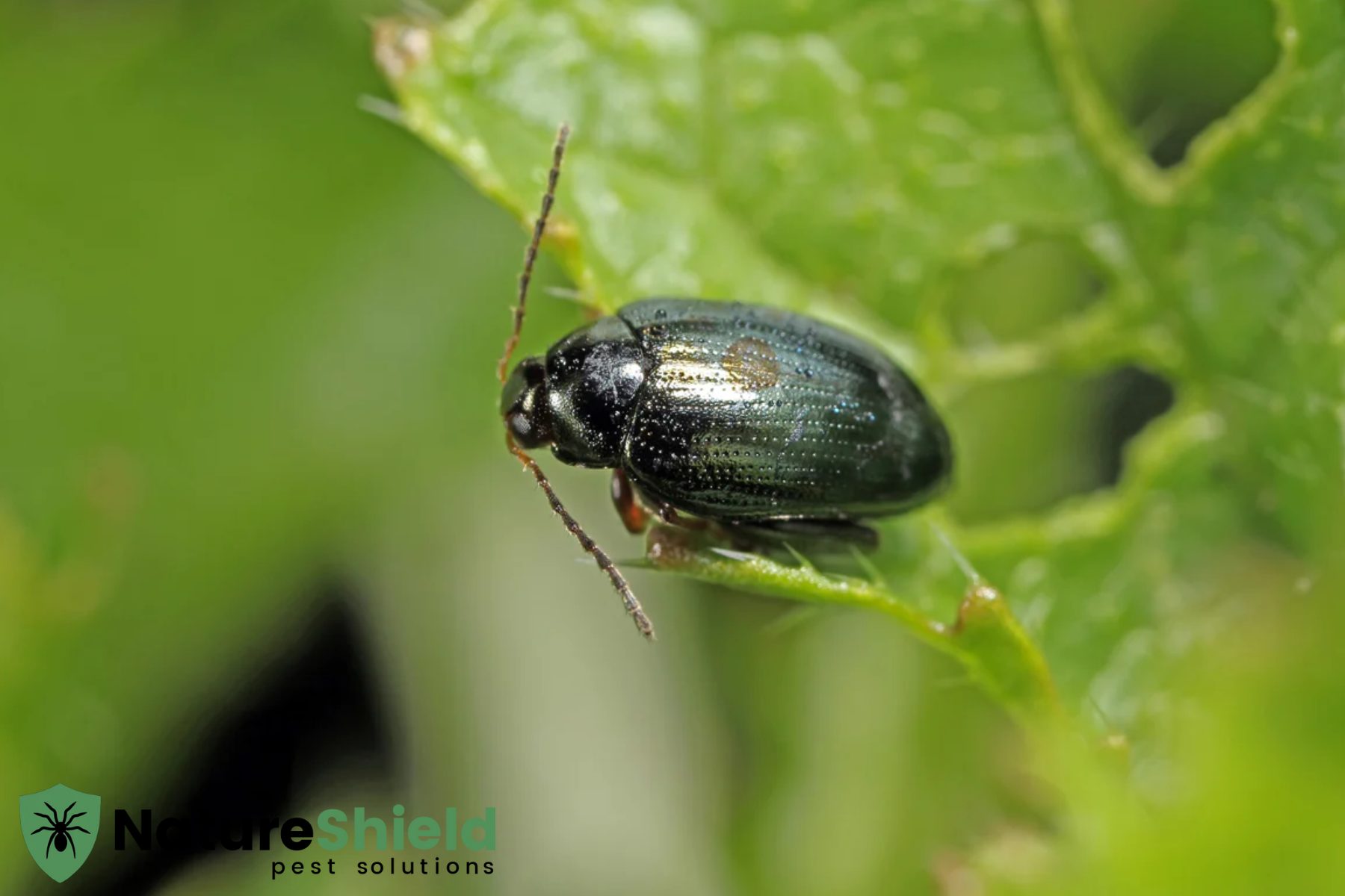 bedbug