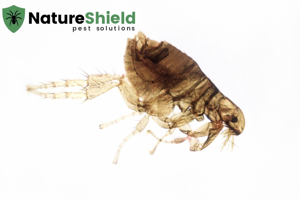 flea control