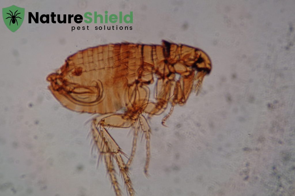flea control