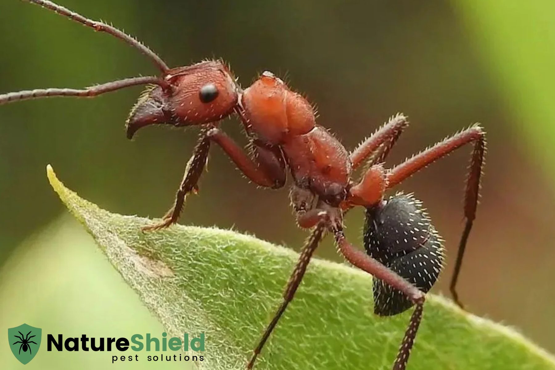 ant