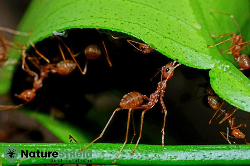 ant