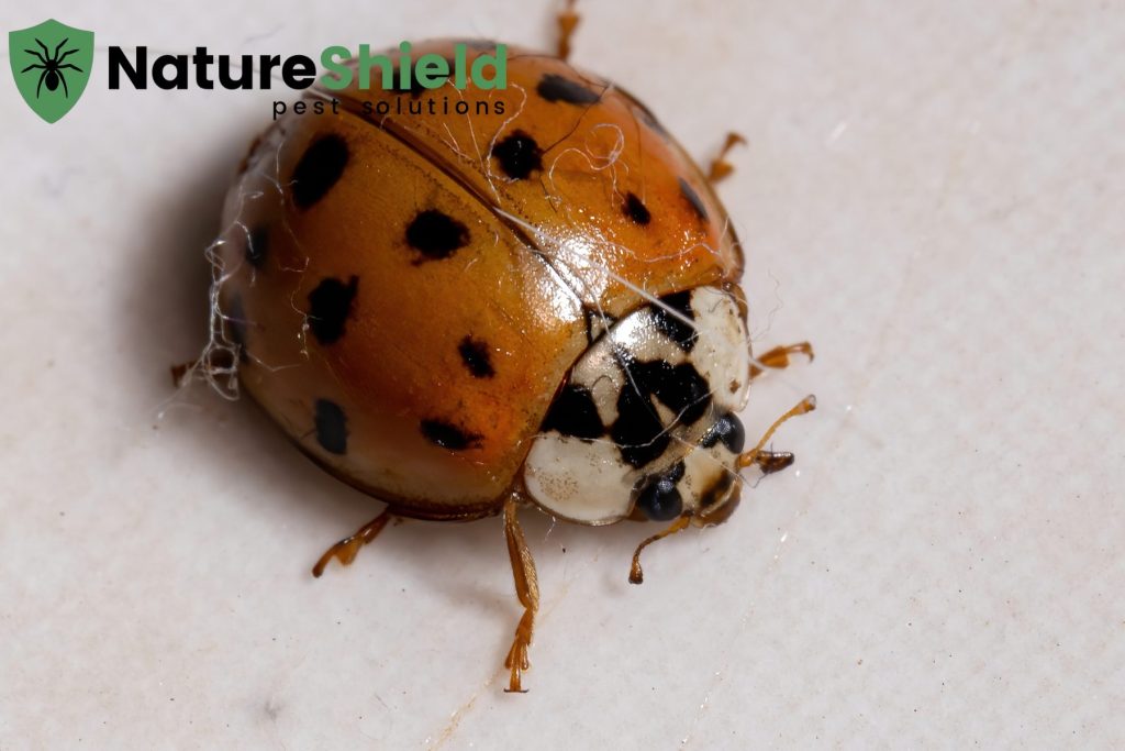 asian beetle