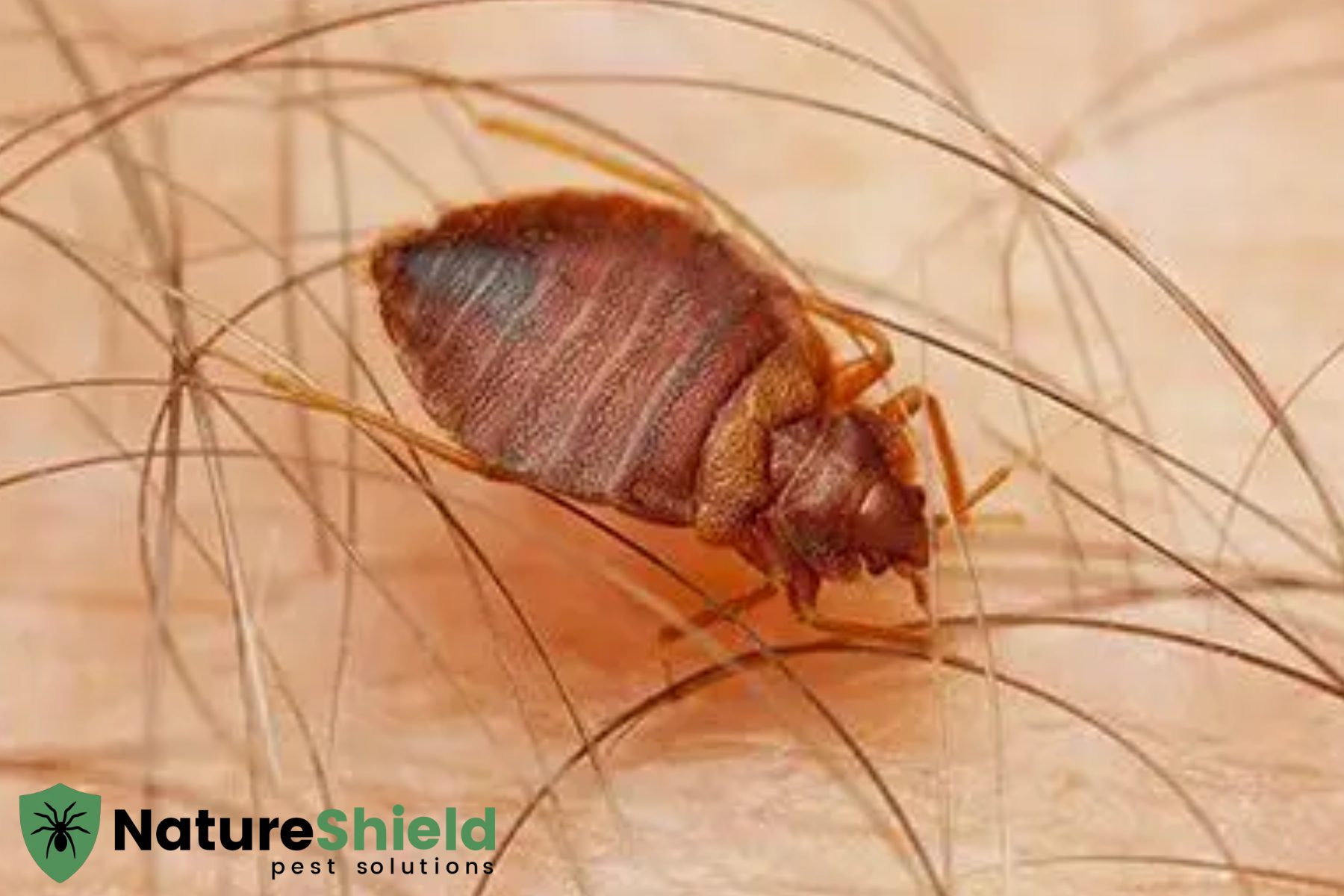 bedbugs