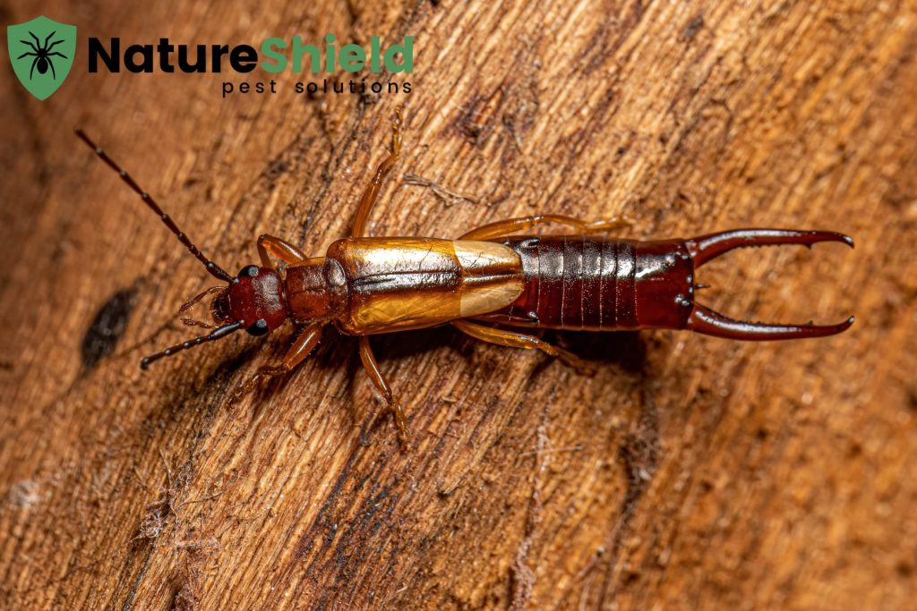 earwig