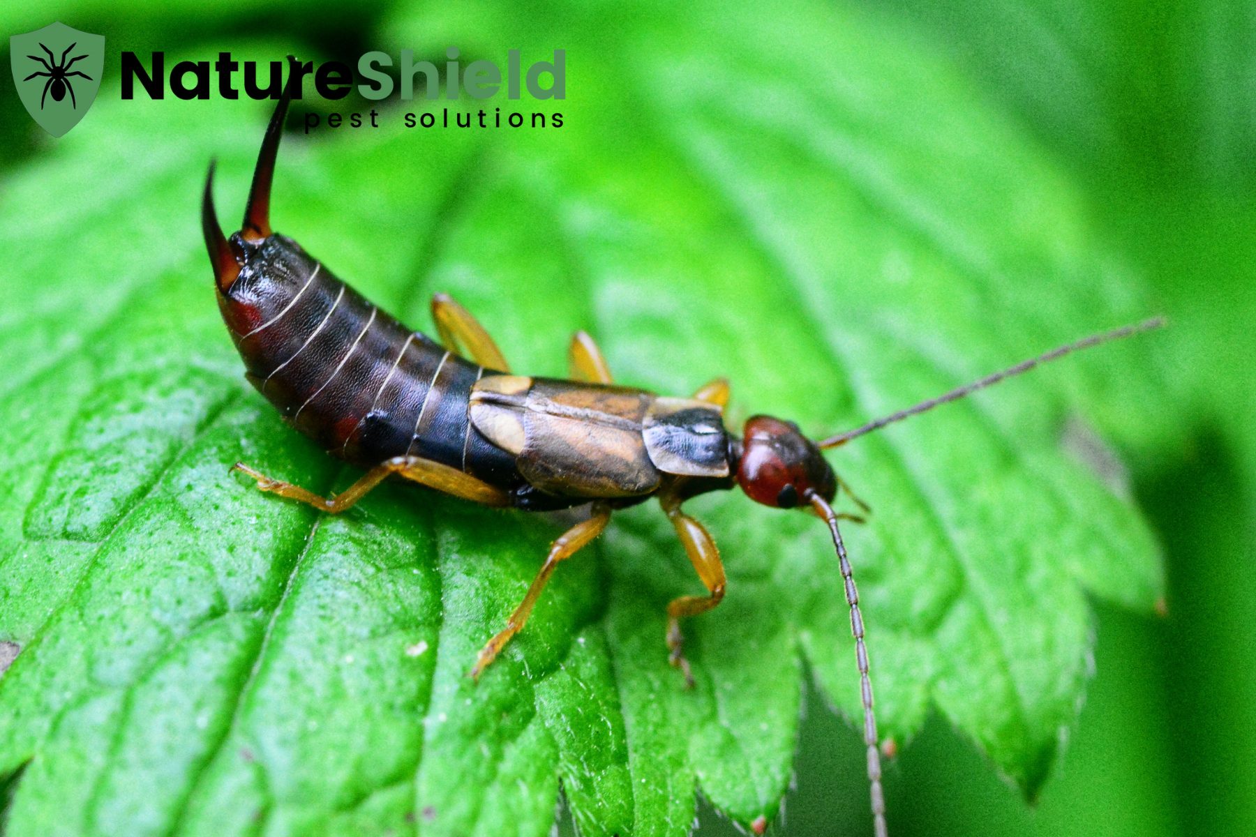 earwig