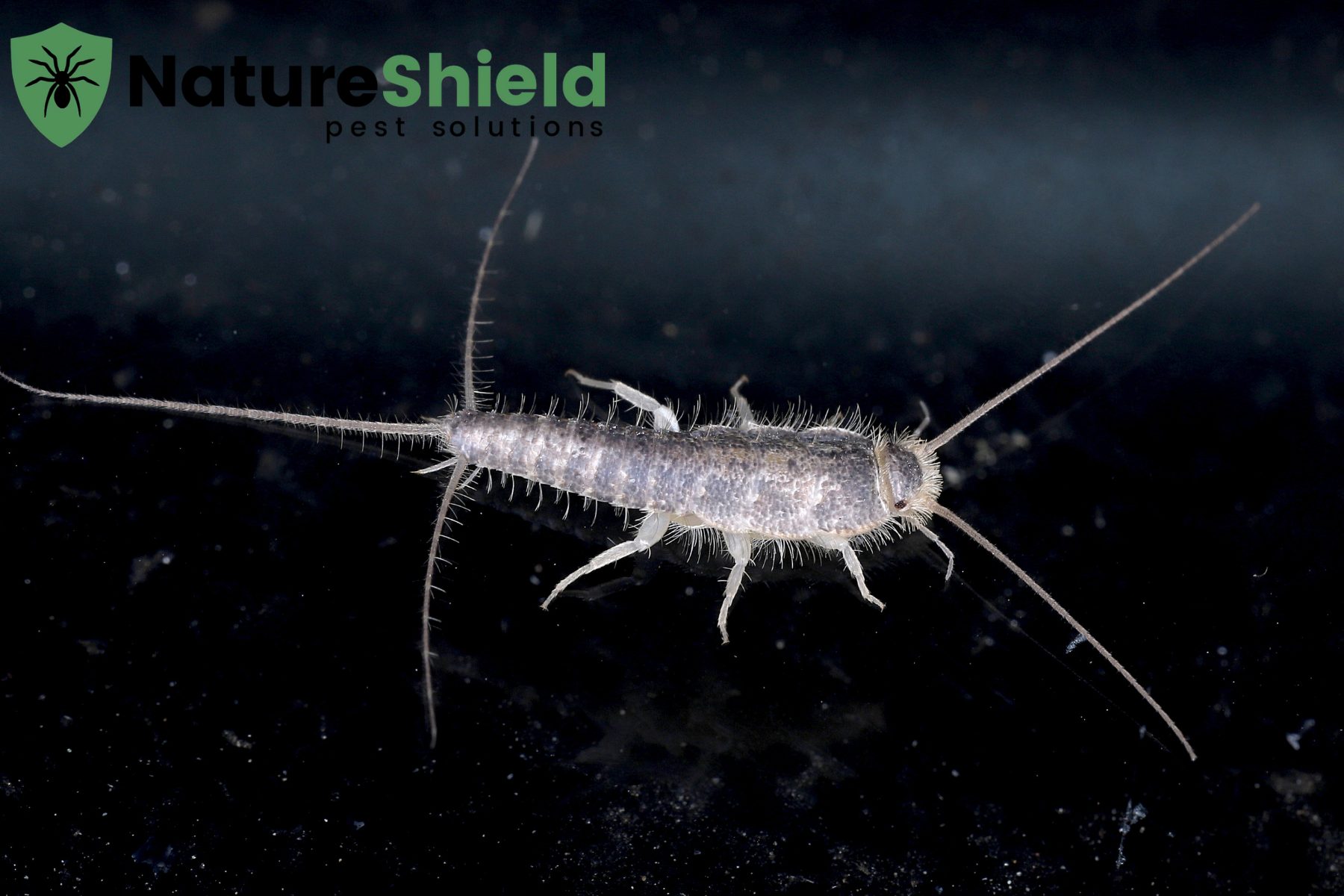silverfish