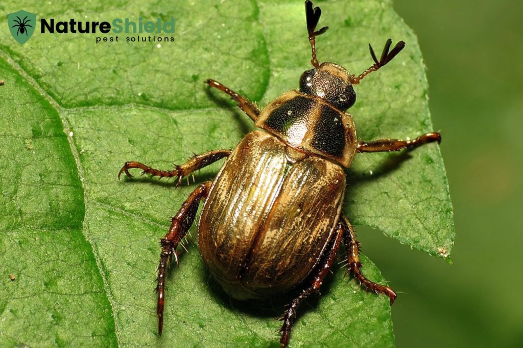 beetles