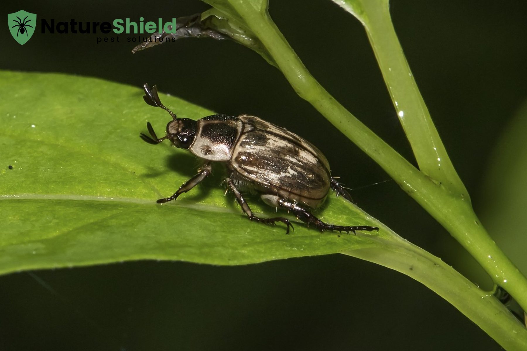 beetles