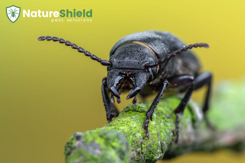 beetles