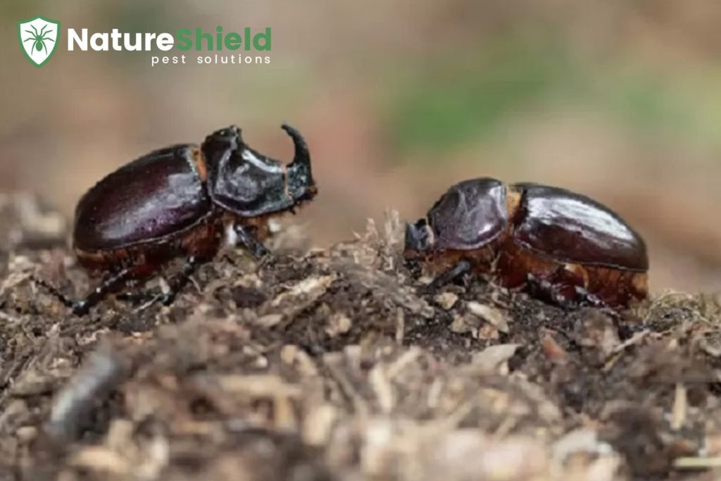 beetles