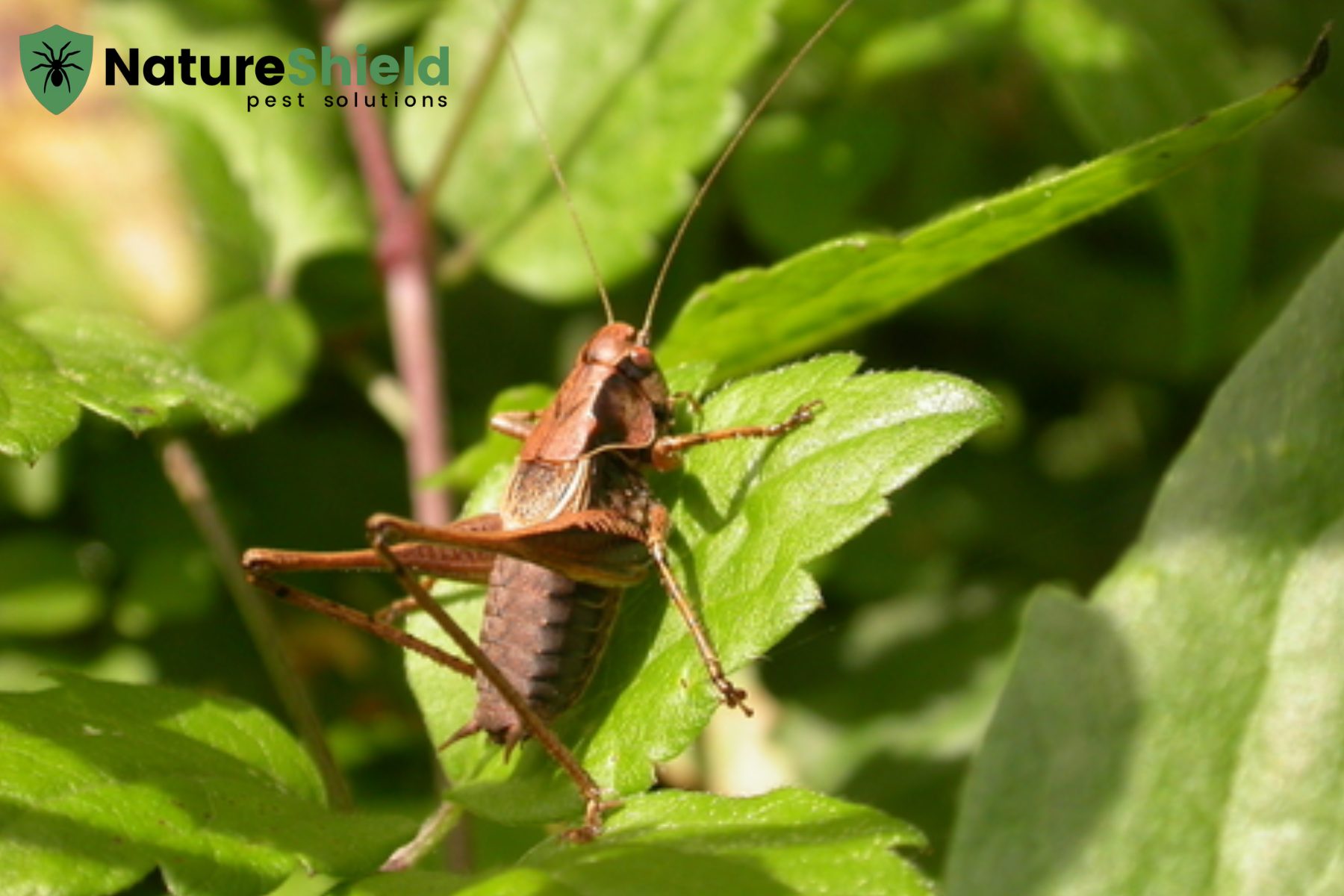 cricket