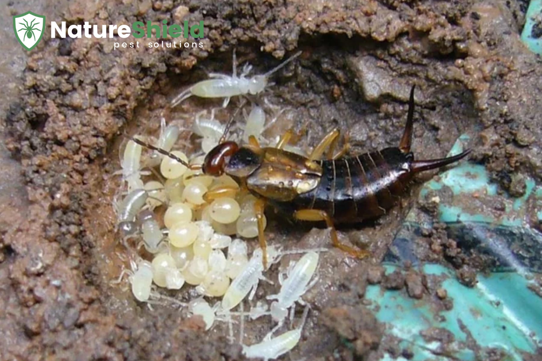 earwigs