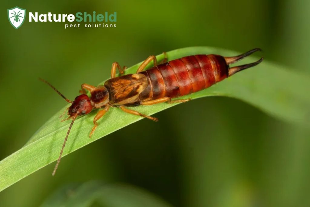 earwigs