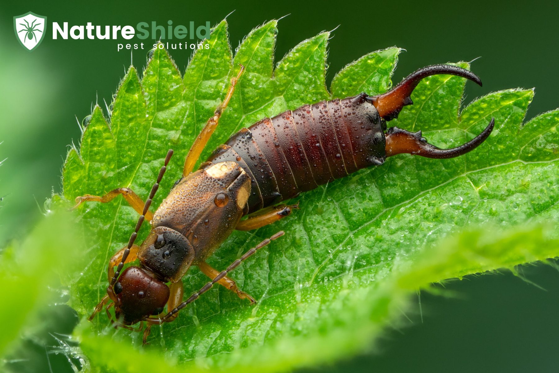 earwigs
