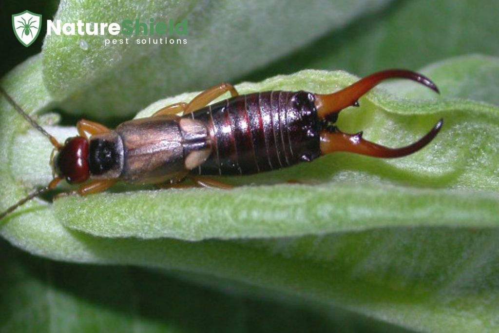 earwigs