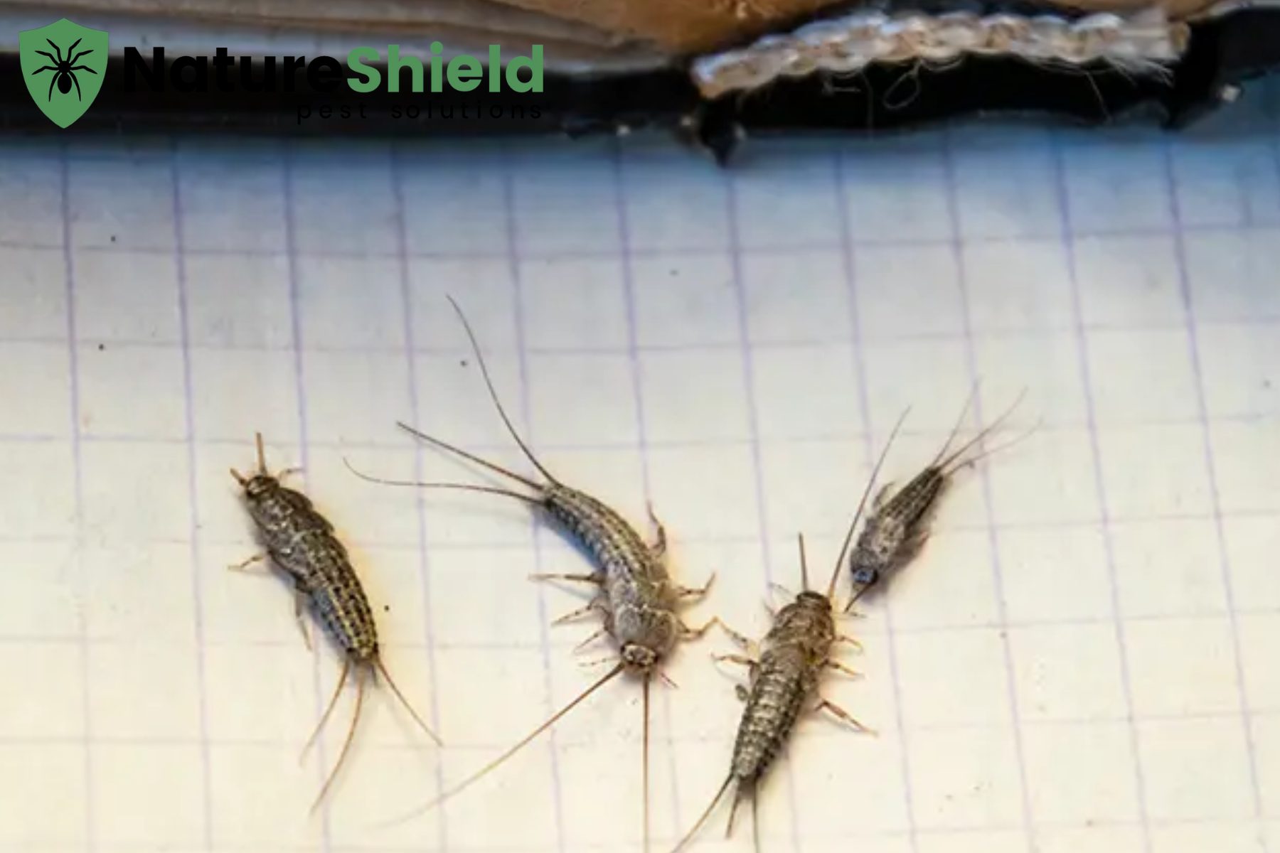 silverfish
