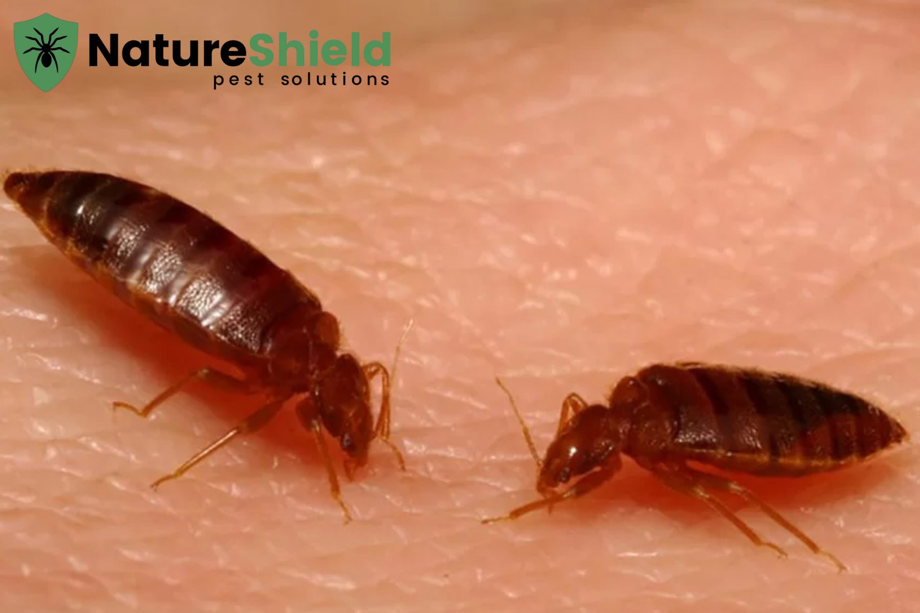 bed bugs