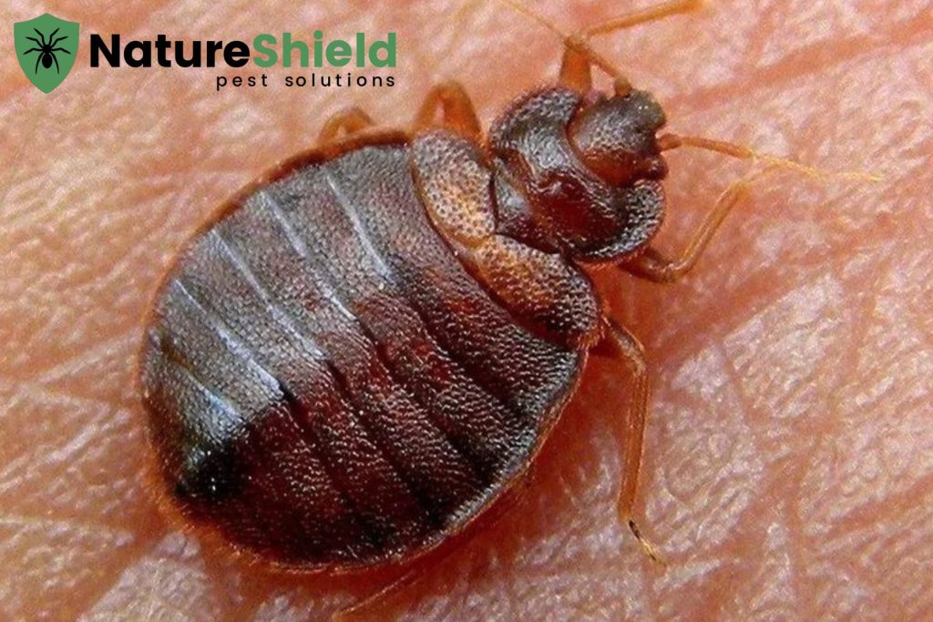 bed bugs