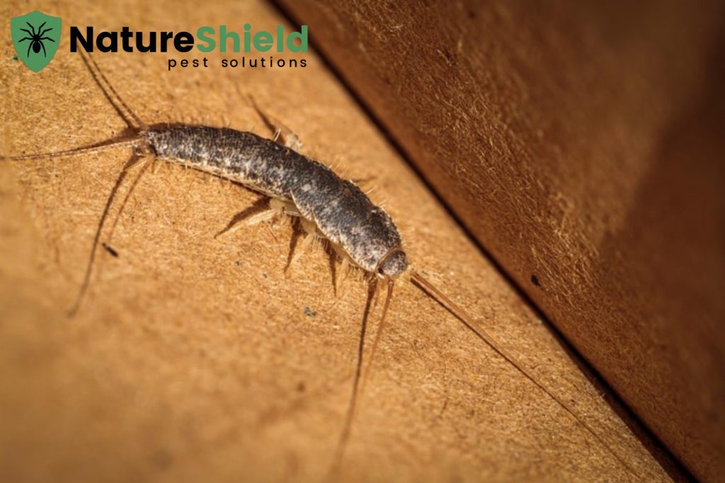 silverfish
