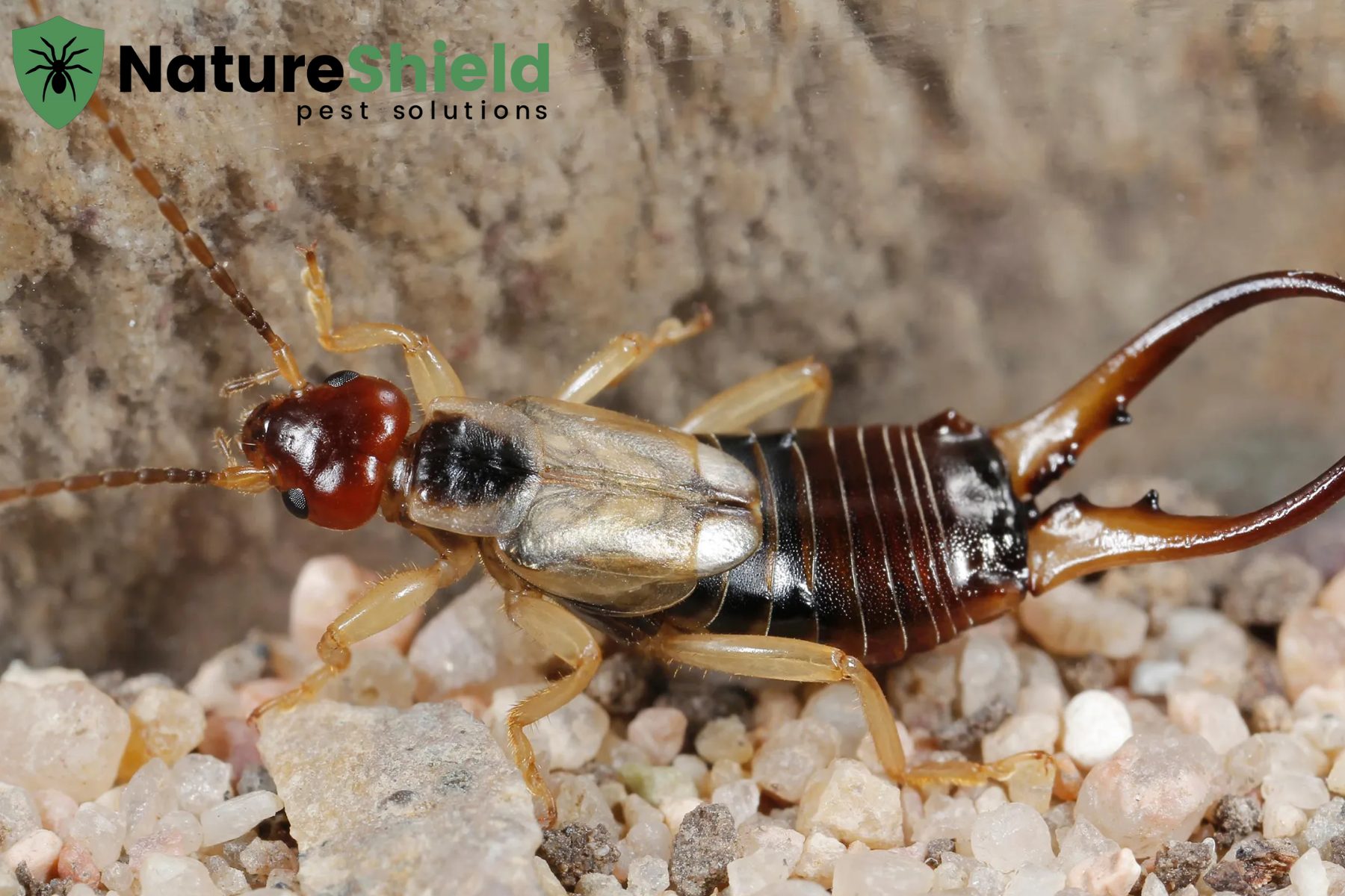 earwigs